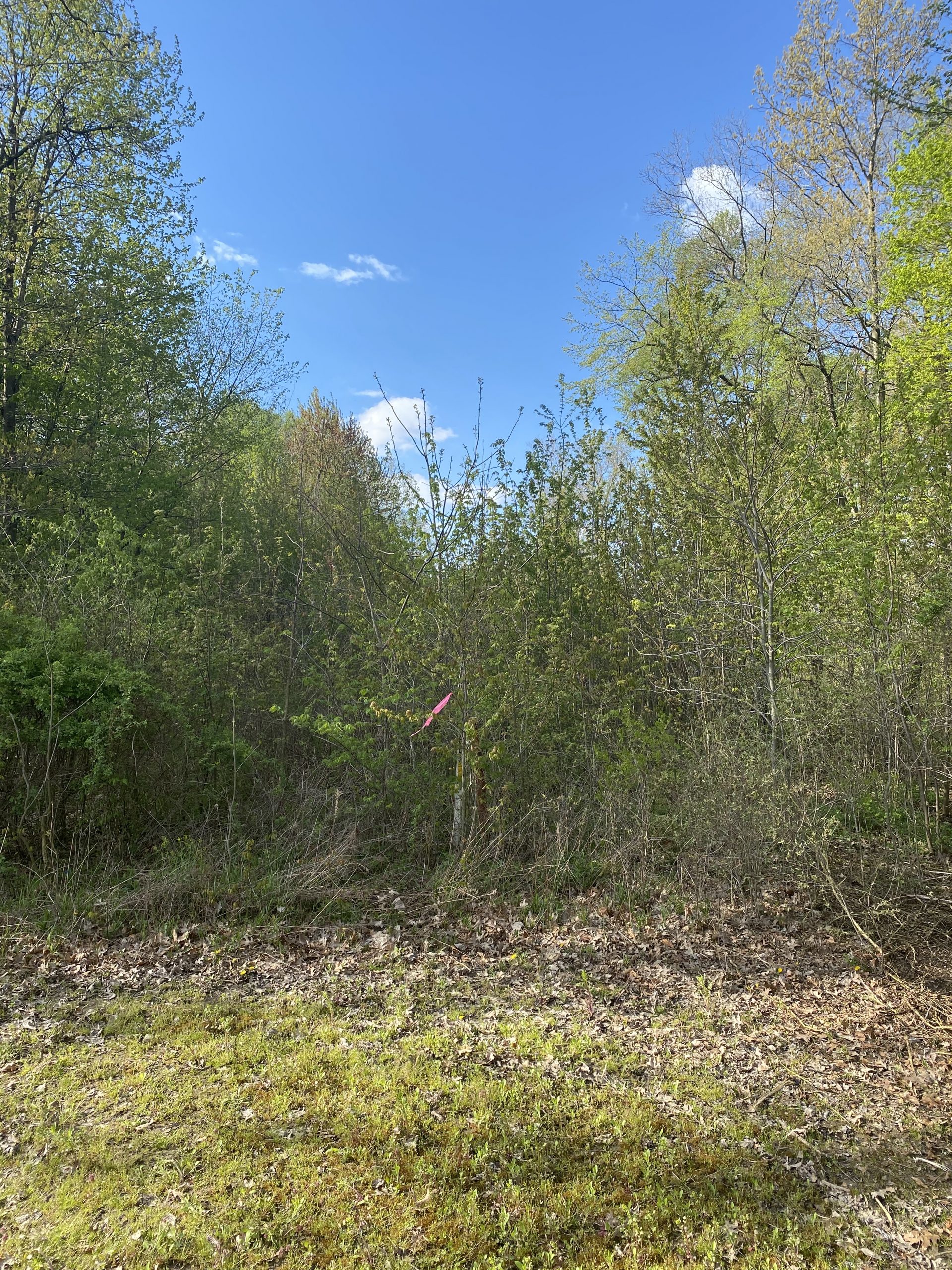 Right of way mowed on a schedule with woody regrowth returning