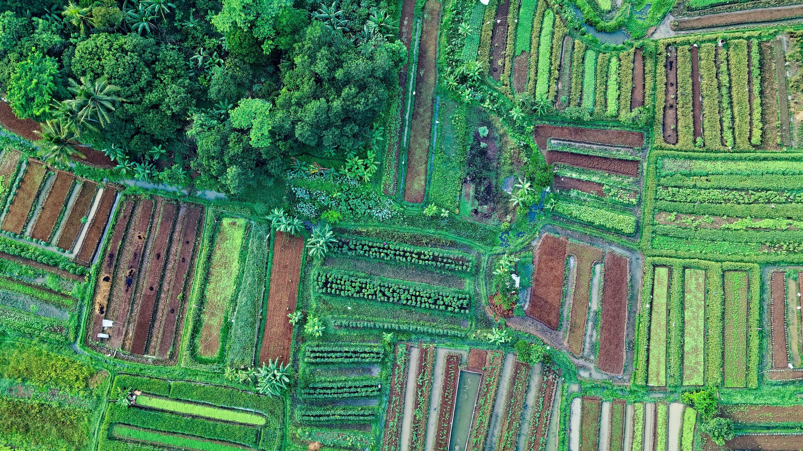 aerial view of patchwork farm land bordered by forested areas