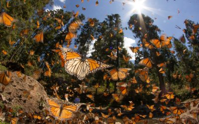 The Monarch CCAA Program: What Pipeline and Utility Operators Need to Know